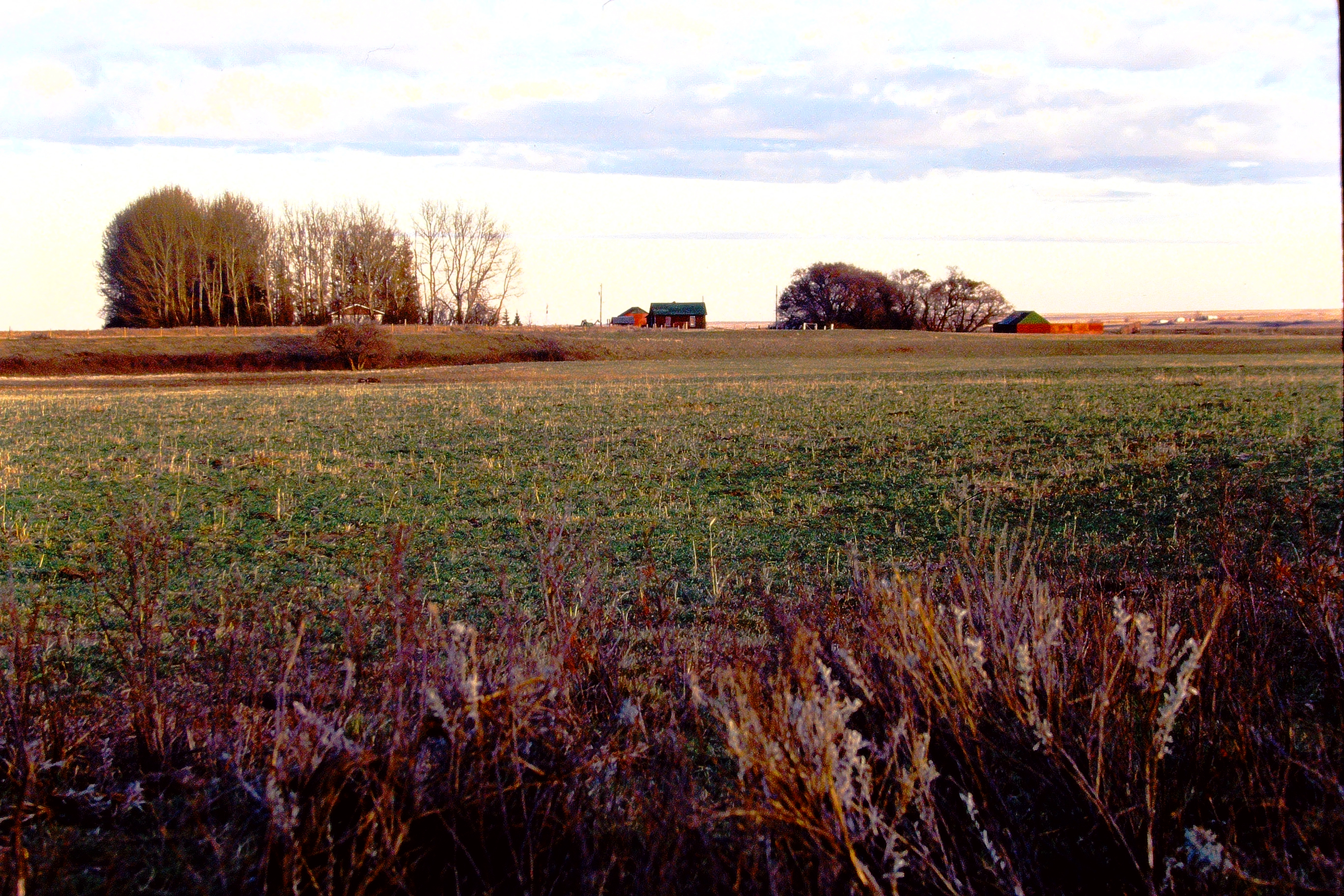 A vast, open field with scattered clusters of trees and a few distant buildings on the horizon under a cloudy sky. No people are present in the image