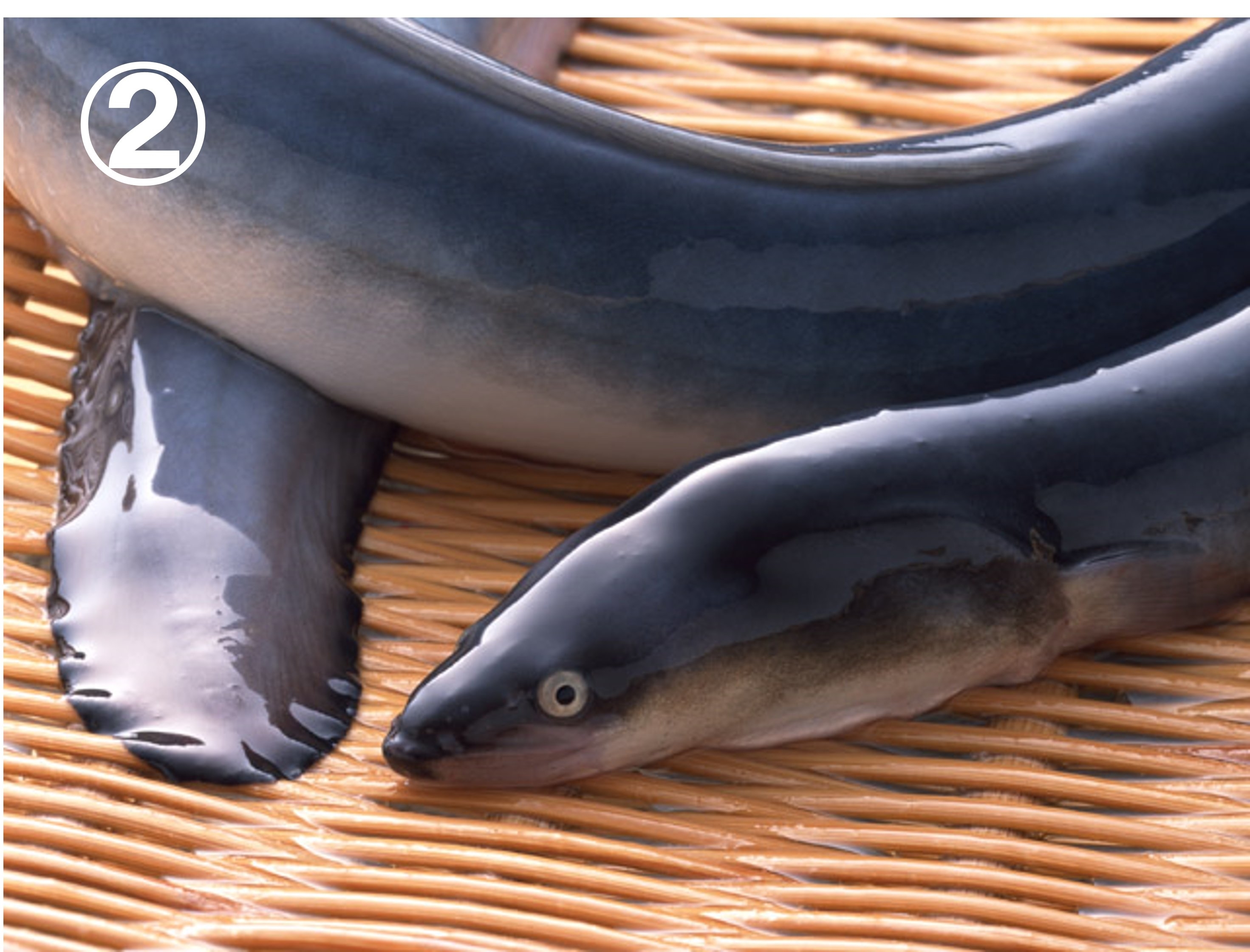 細長いフォルムをした魚の写真②（農林水産省のX公式より）