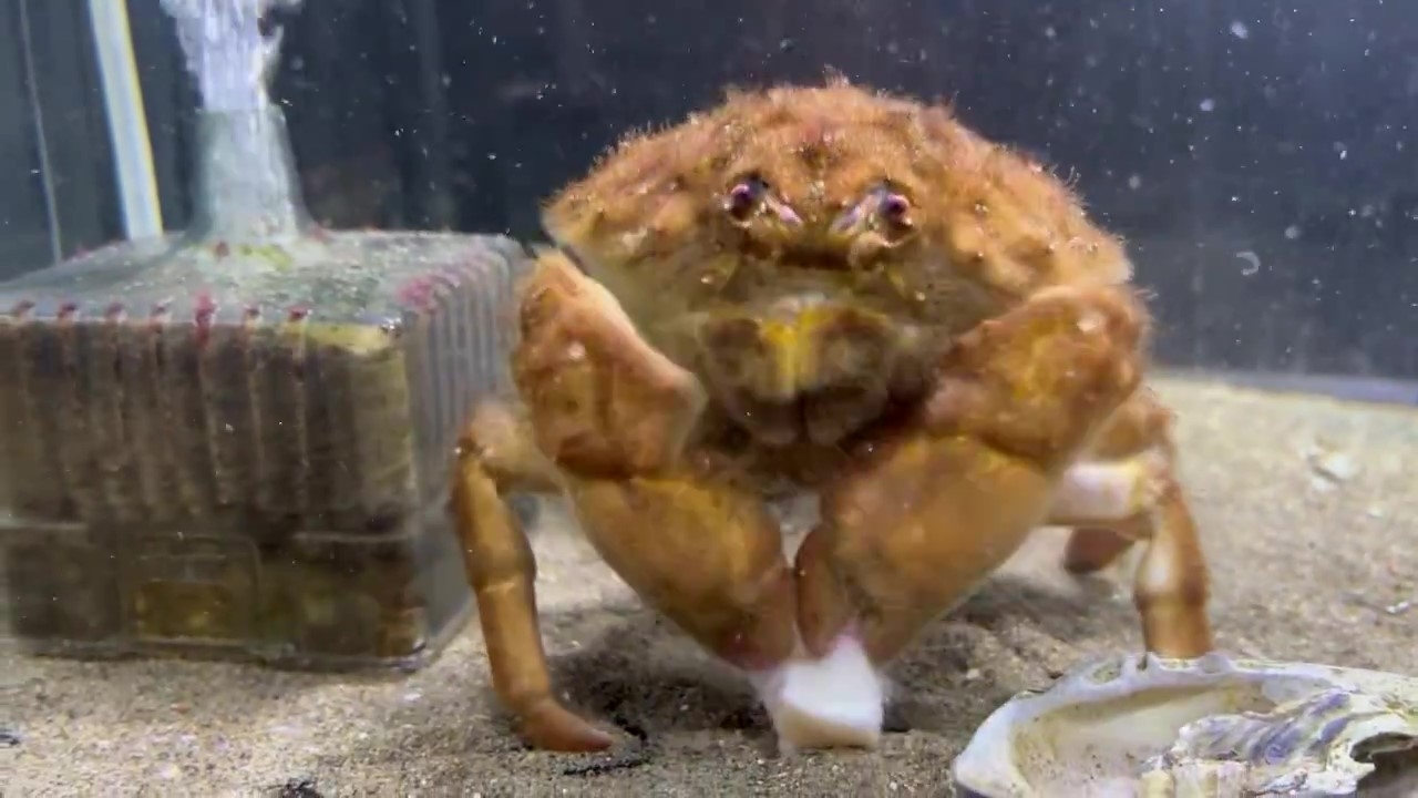 両方のハサミでイカをちぎろうとしているカイカムリ