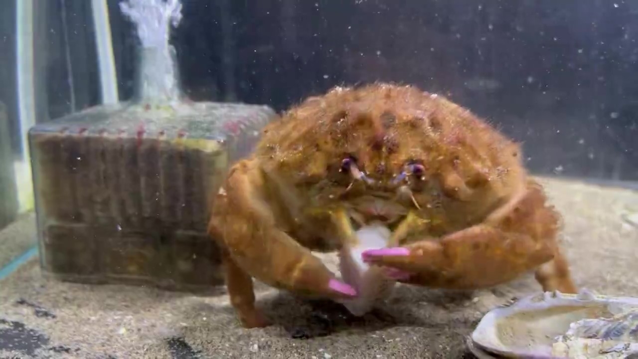 イカの切り身を食べるカイカムリ