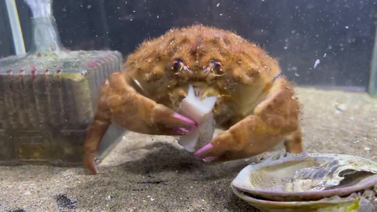 大きい方を口に運んでしまったカイカムリ