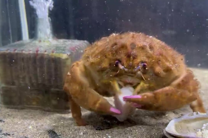 水槽の中にいるカニが貝殻をつかんでいるシーン。