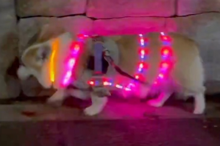 光る首輪を体につけて散歩するつむぎちゃん