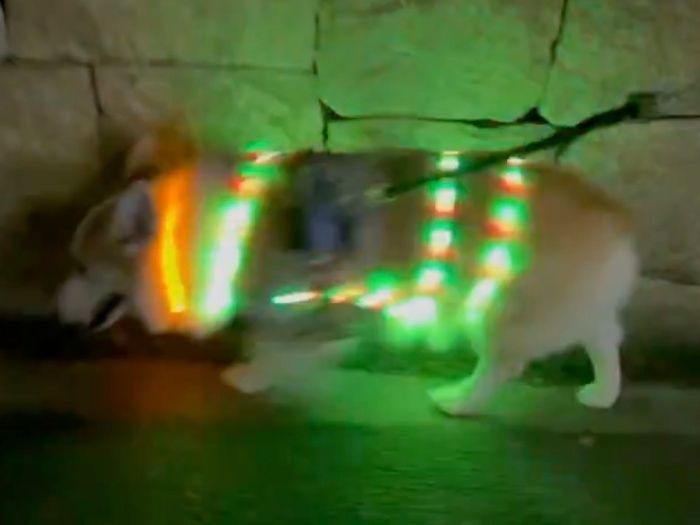 グリーンの光を放つ首輪をつけて歩くつむぎちゃん