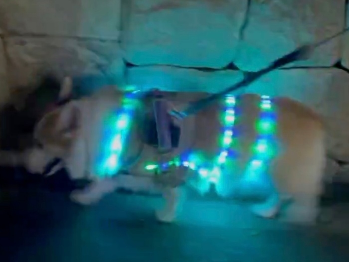 ブルーの光を放つ首輪をつけて歩くつむぎちゃん