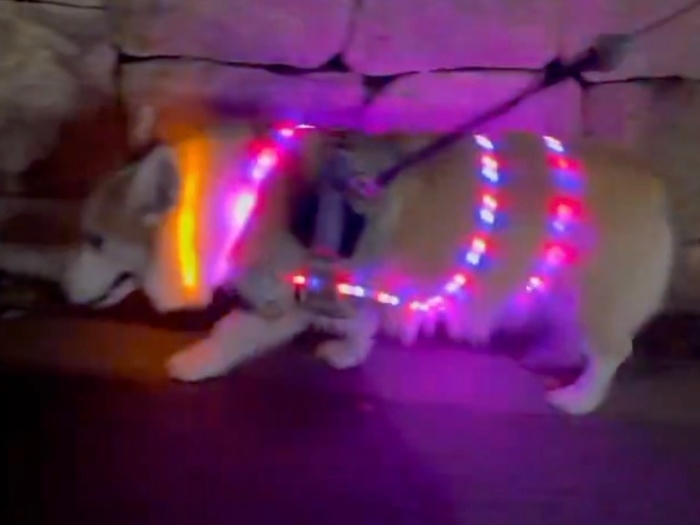 オレンジやピンク色の光を放つ首輪をつけて歩くつむぎちゃん