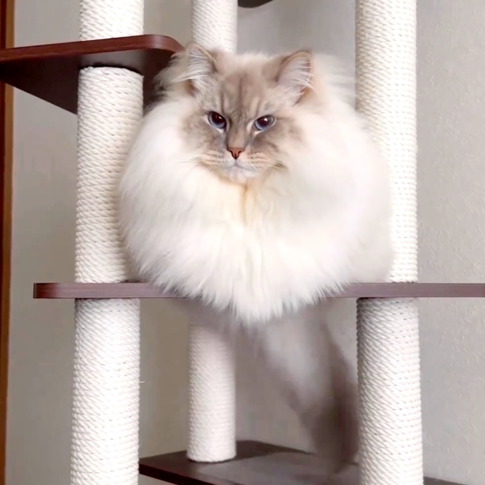 キャットタワーの上でシッポを垂らして右へ揺らすいれぶんくん