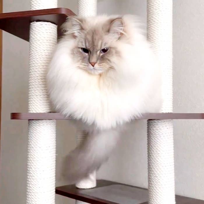 キャットタワーの上でシッポを垂らして左へ揺らすいれぶんくん