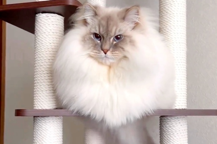 キャットタワーの上に乗ってシッポを垂らしながらくつろぐいれぶんくん