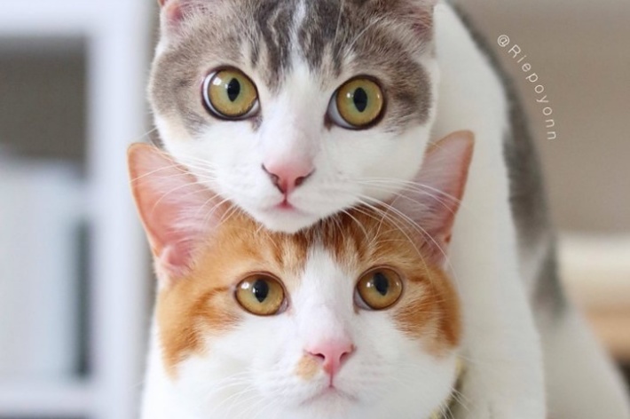 アメリちゃんの上に乗ってこちらを見つめるカヌレくん