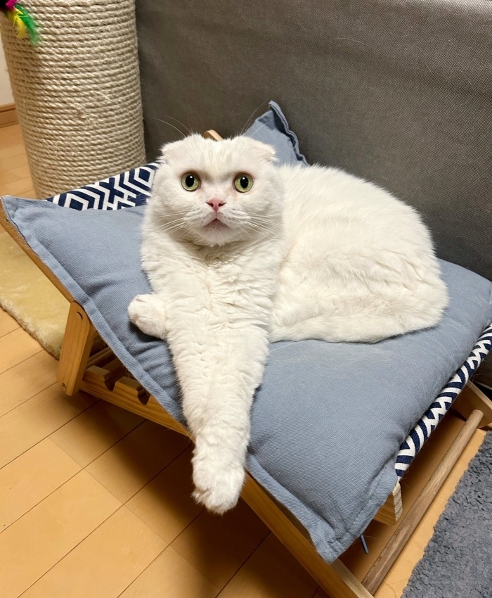 クッションの上で“手羽先ポーズ”をとりながらくつろぐむくくん