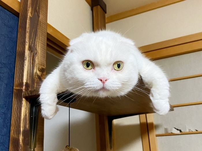 棚上で前足を左右に垂らして寝そべるむくくん