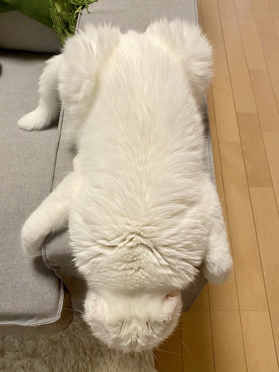 ソファの肘置き上で腹ばいになってくつろぐむくくん