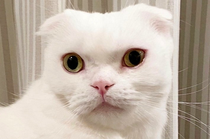 真っ白な被毛が美しいスコティッシュフォールドのむくくん