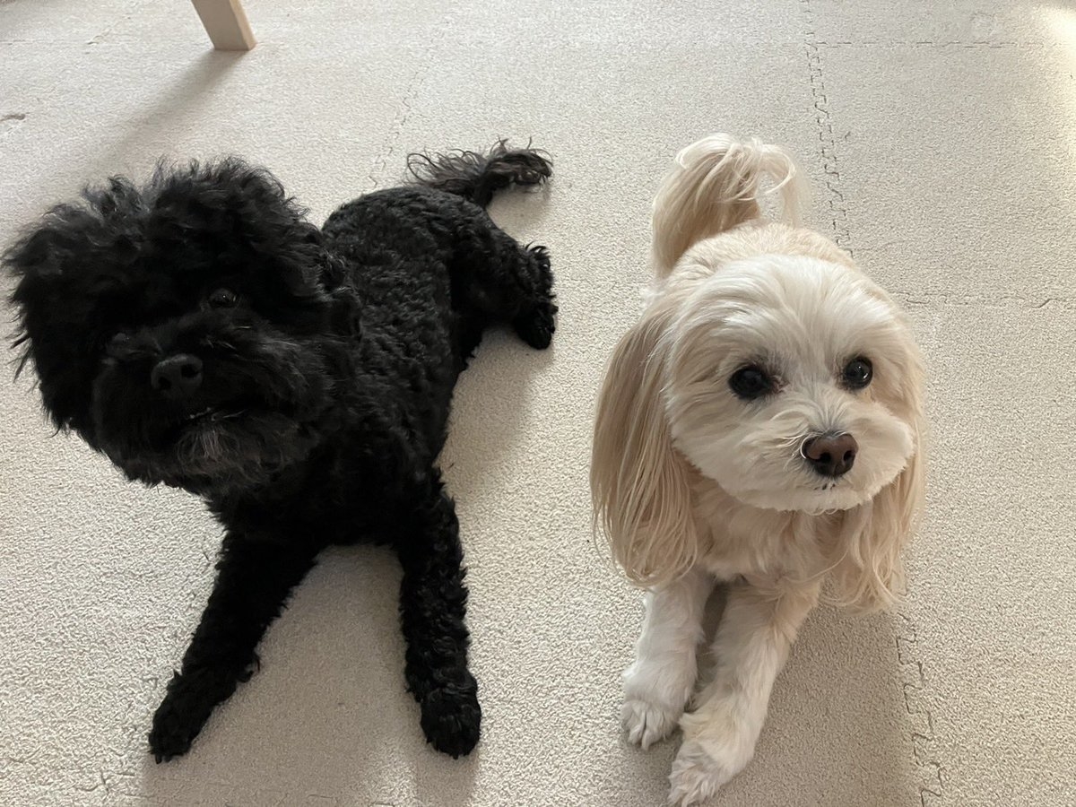 仲良く一緒に寝そべるここあちゃん(左)とみるくちゃん(右)