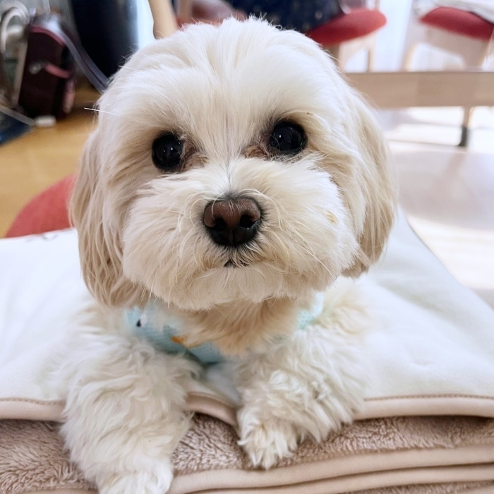 まん丸なお顔とお目々が愛らしいみるくちゃん