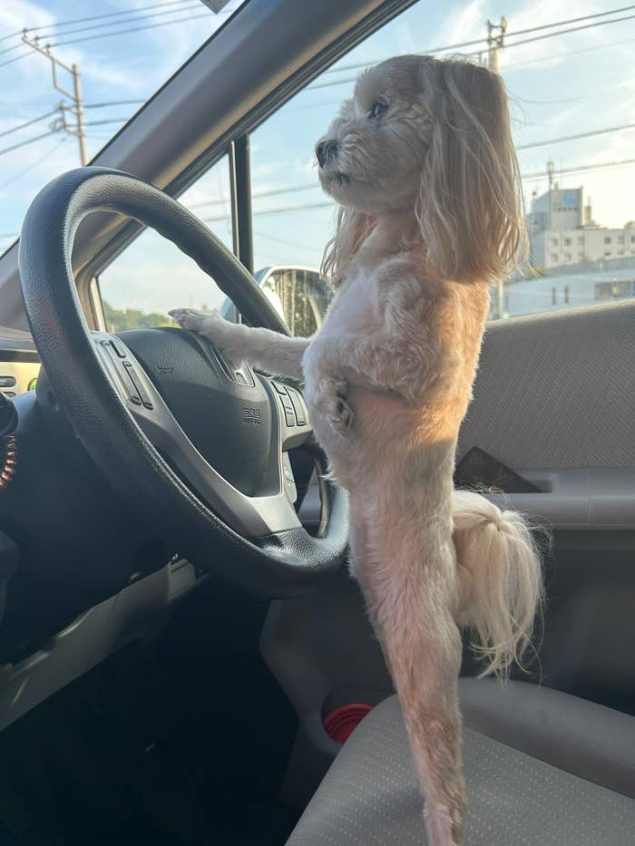 運転席で姿勢良く立つみるくちゃん