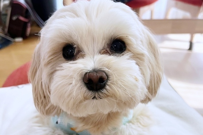 まん丸お目々とふわもふの被毛がキュートなみるくちゃん