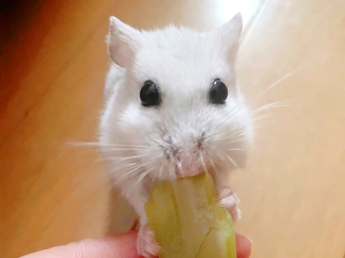 飼い主さんの手から小松菜を食べるこうめちゃん