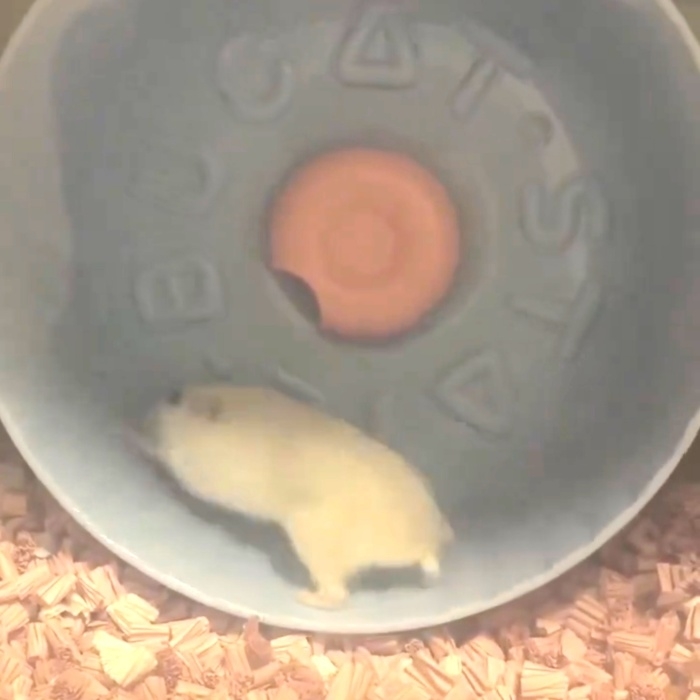 左のほうへ進もうとするこうめちゃん