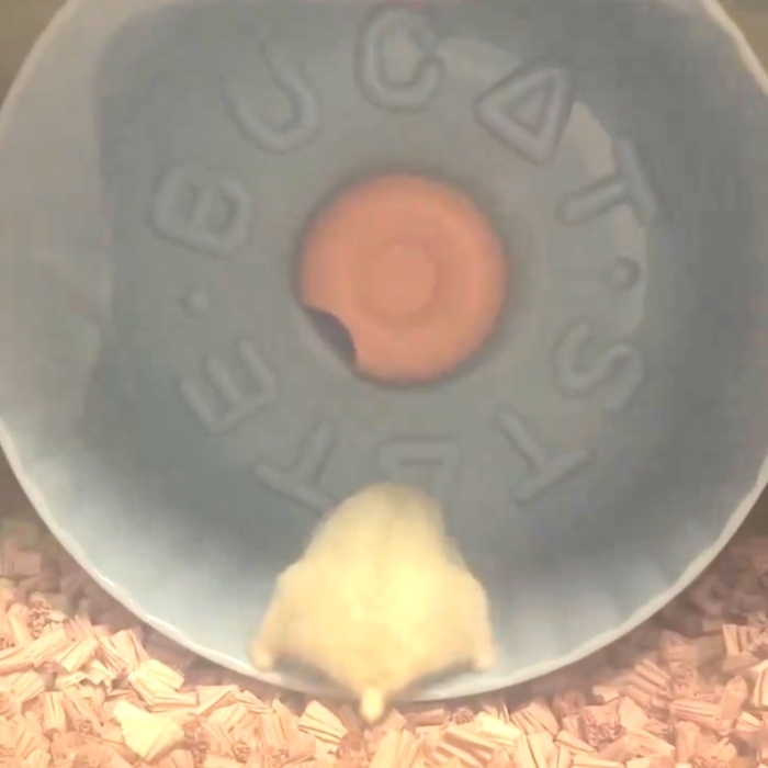 体勢を変えようと試みるこうめちゃん