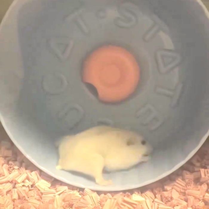 回し車で右のほうへ走ろうとするこうめちゃん