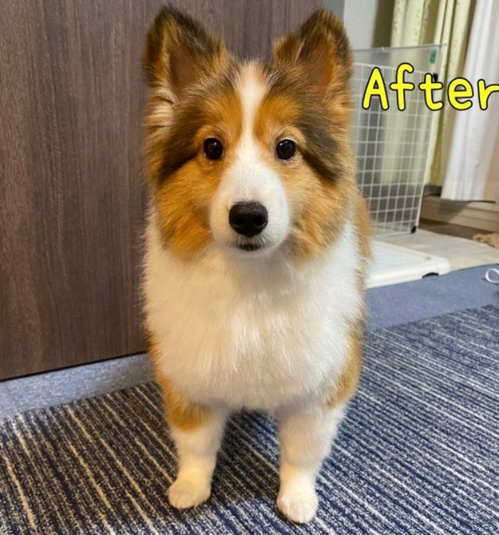 カットする後のサラちゃん