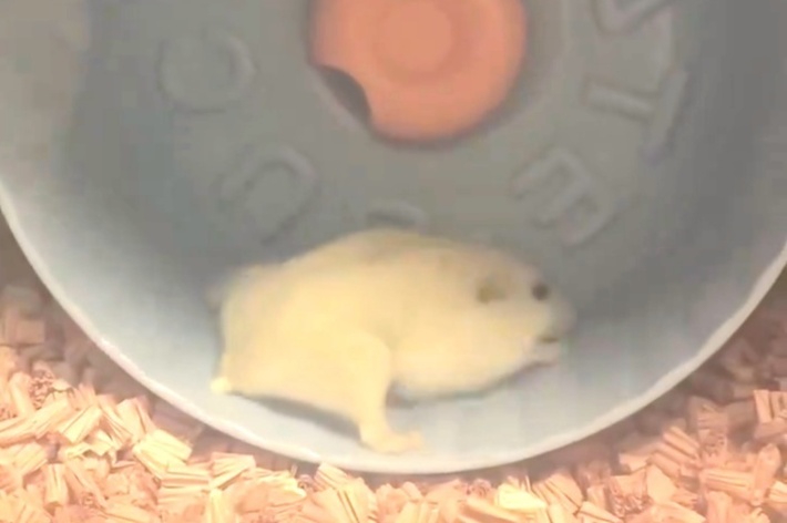 新しい回し車に乗って回ろうとするこうめちゃん