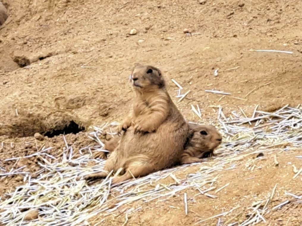 プレーリードッグをクッションにするプレーリードッグのアップ