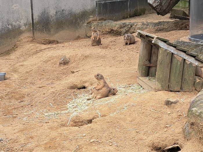 プレーリードッグをクッションにするプレーリードッグ