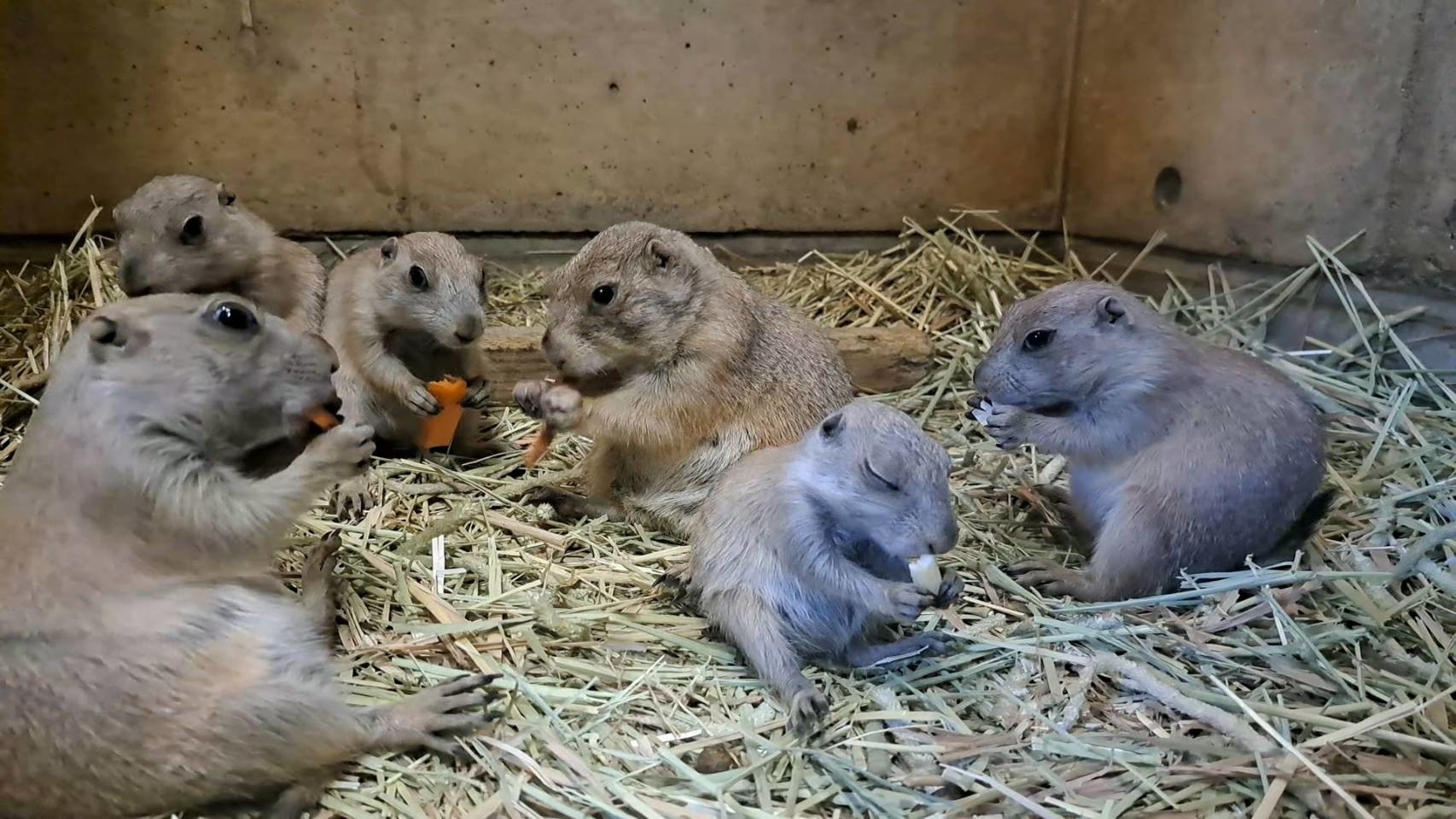 3月に誕生した5つ子「みたらし、あべかわ、かがみ、かしわ、つきみ」ちゃんと母親の「サクラ」ちゃん