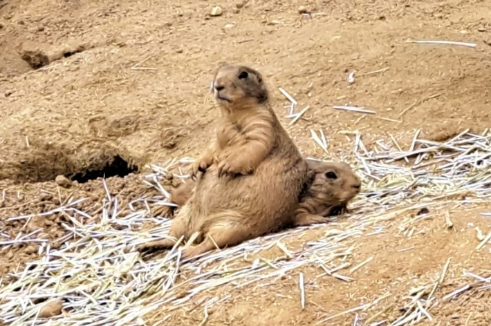 プレーリードッグをクッションにするプレーリードッグのアップ