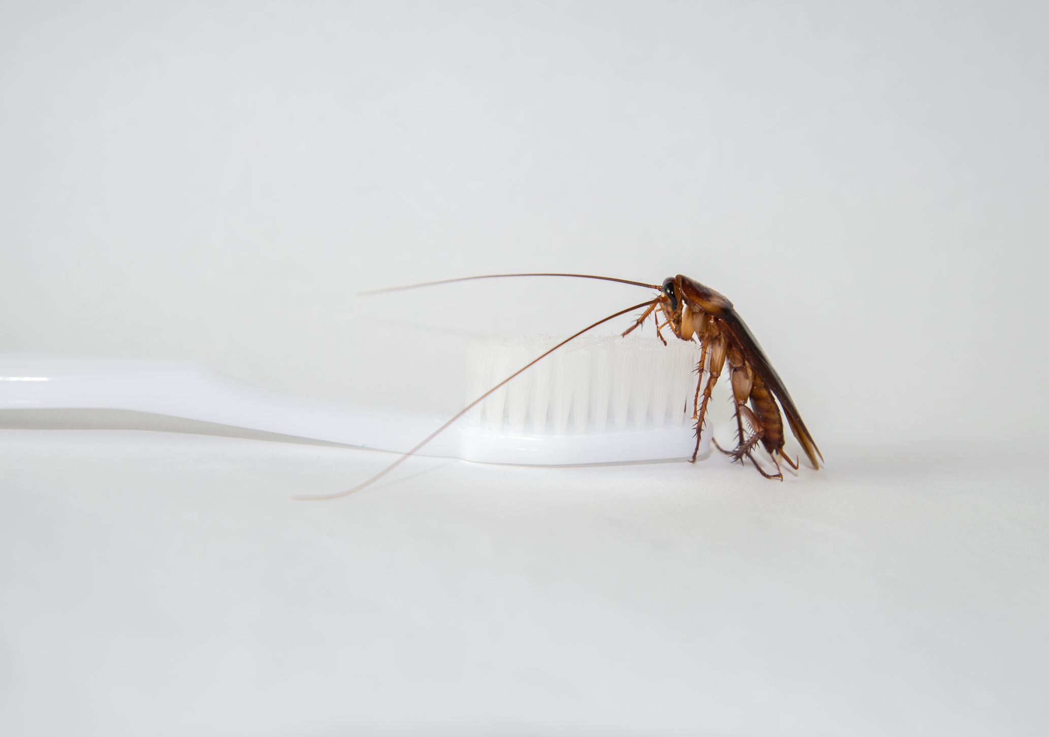 A cockroach is standing on the bristles of a toothbrush