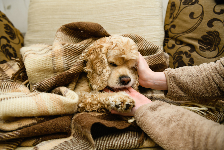 A comfortably nestled dog is being gently petted under a plaid blanket on a sofa, surrounded by patterned pillows