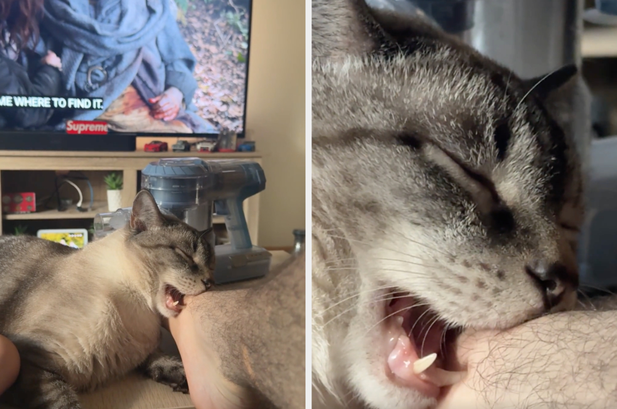 Two images show a cat interacting with a person's arm. The left image shows the cat slightly biting a forearm while the TV plays in the background. The right image is a close-up of the same cat biting the arm