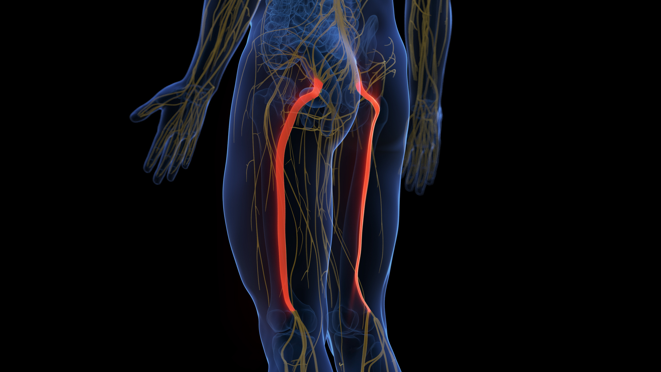 Illustration showing the human circulatory and nervous systems. Main arteries in legs highlighted in red