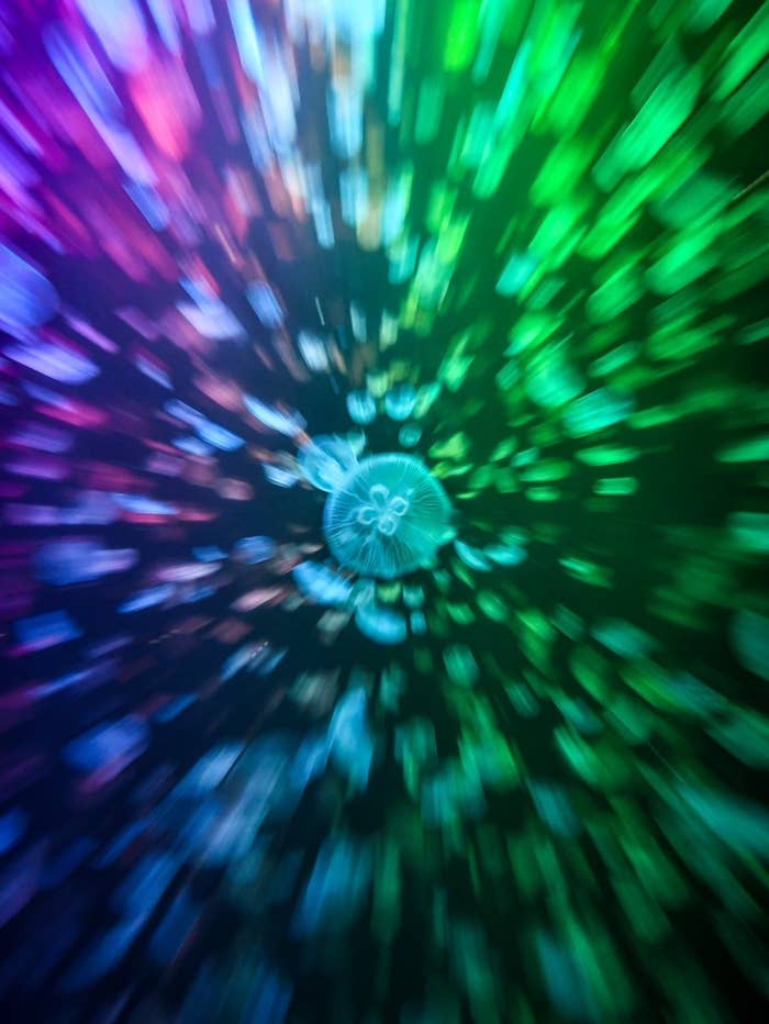 7色に輝くゲーミングミズクラゲ