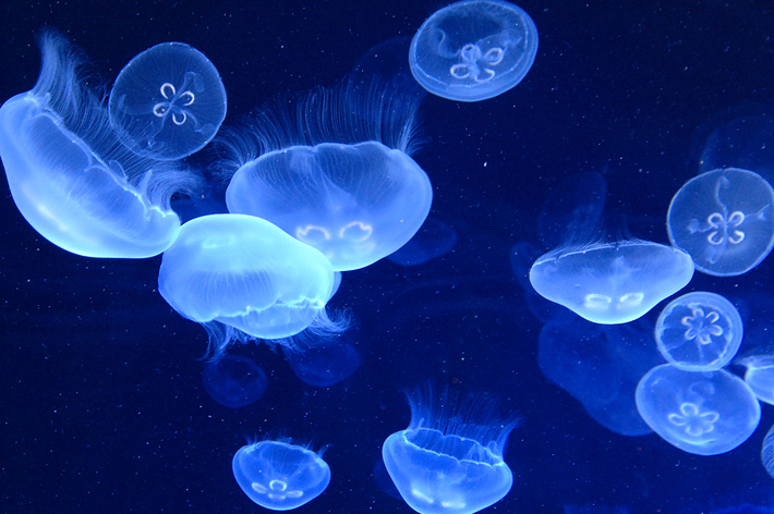 ミズクラゲのイメージ写真