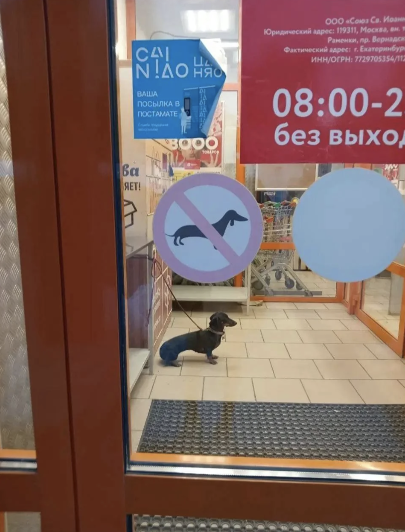 A small dachshund sits waiting opposite a "no dogs allowed" sign inside a store entrance