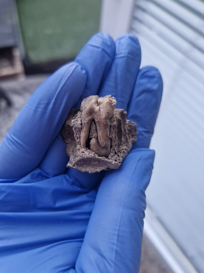 A gloved hand holding a rock with fossilized teeth embedded in it