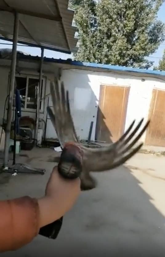 Person holding a tool or prop shaped like a bird with wings extended in an outdoor area. No celebrities present
