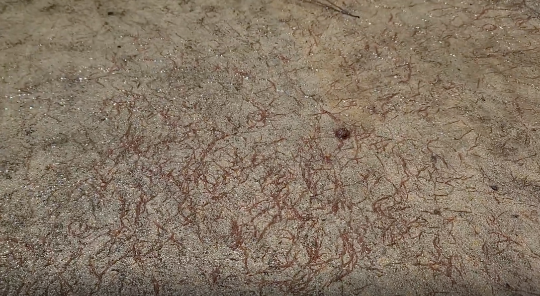 Abstract ground surface with patterns resembling red squiggly lines. No people or recognizable objects are present