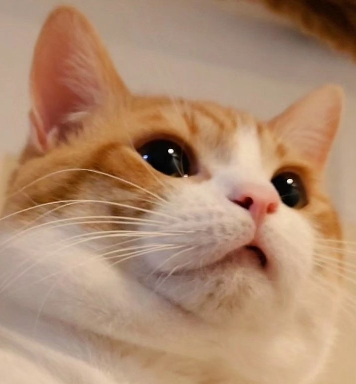 おちゃまるさん(@ochamarusan0126)Xアカウントより