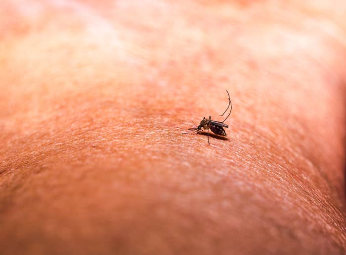 Close-up of a mosquito standing on human skin