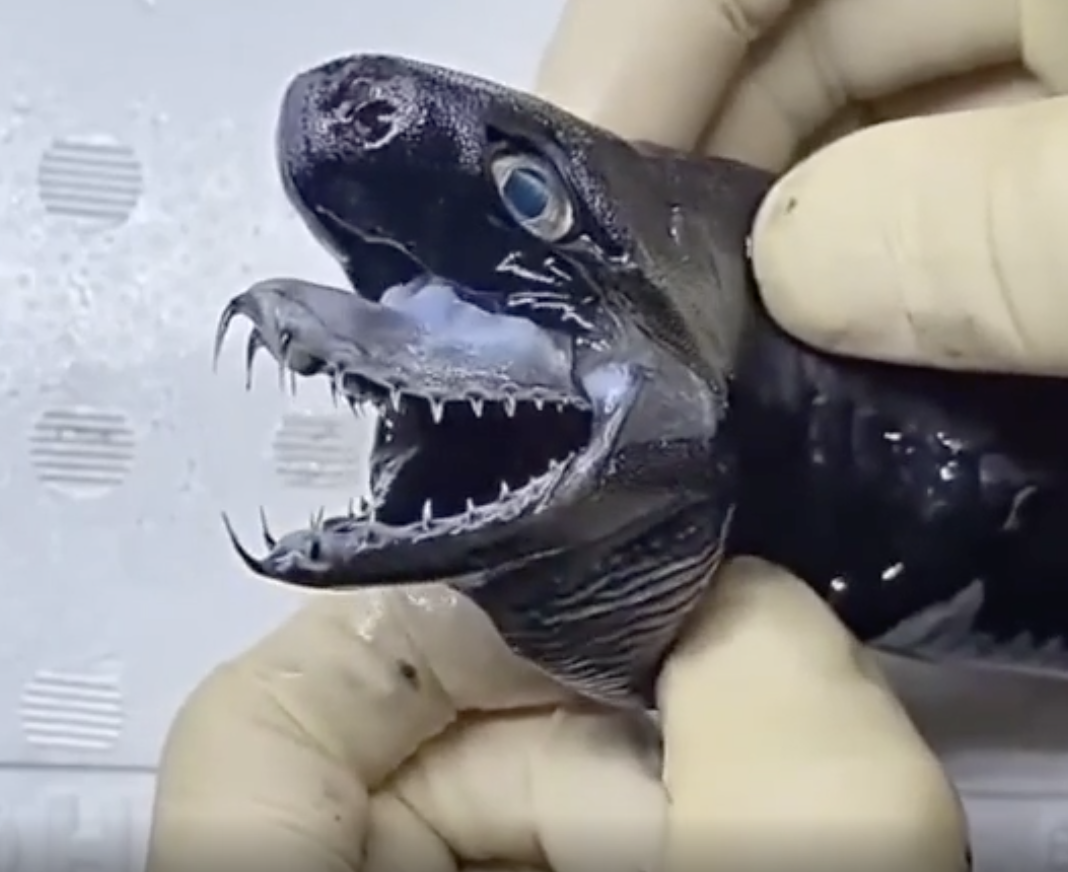 Close-up of a small deep-sea fish with sharp, needle-like teeth, held by gloved hands for display