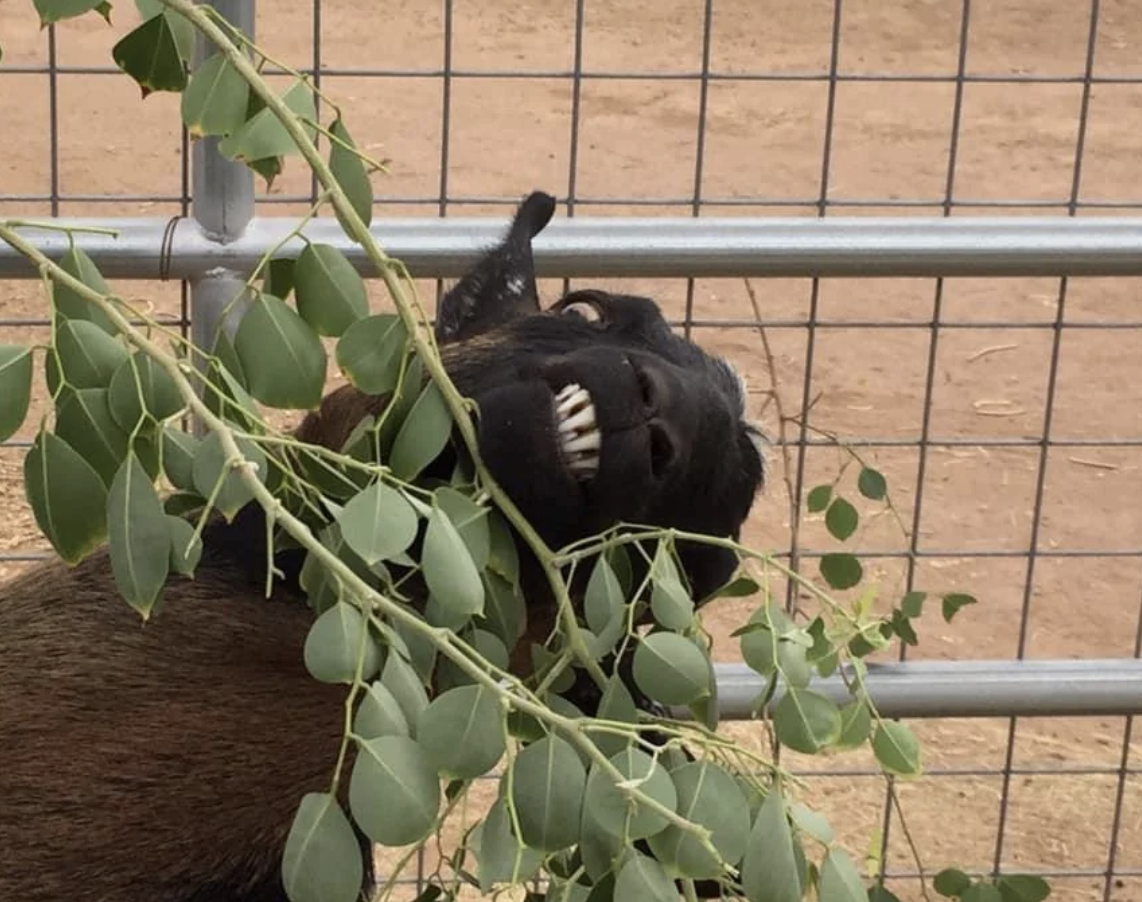 A goat stands behind a fence, grinning with its teeth showing, while chewing on tree leaves
