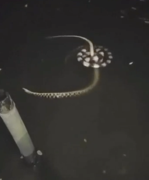 Snake-like creature with elongated fins and a circular, patterned body swims in dark water next to a light post