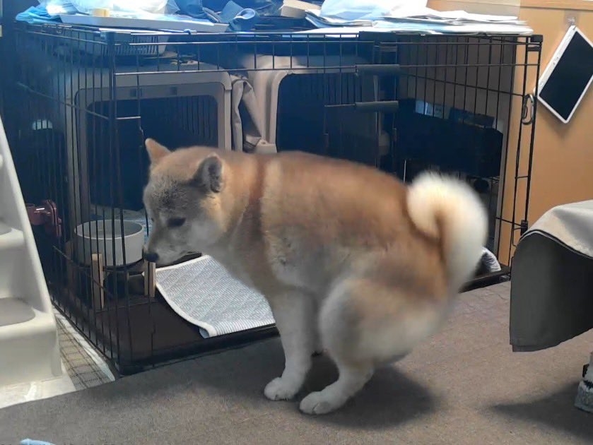 やらかしてしまいそうなポーズ / そらうみ@柴犬情報発信中さんのXより