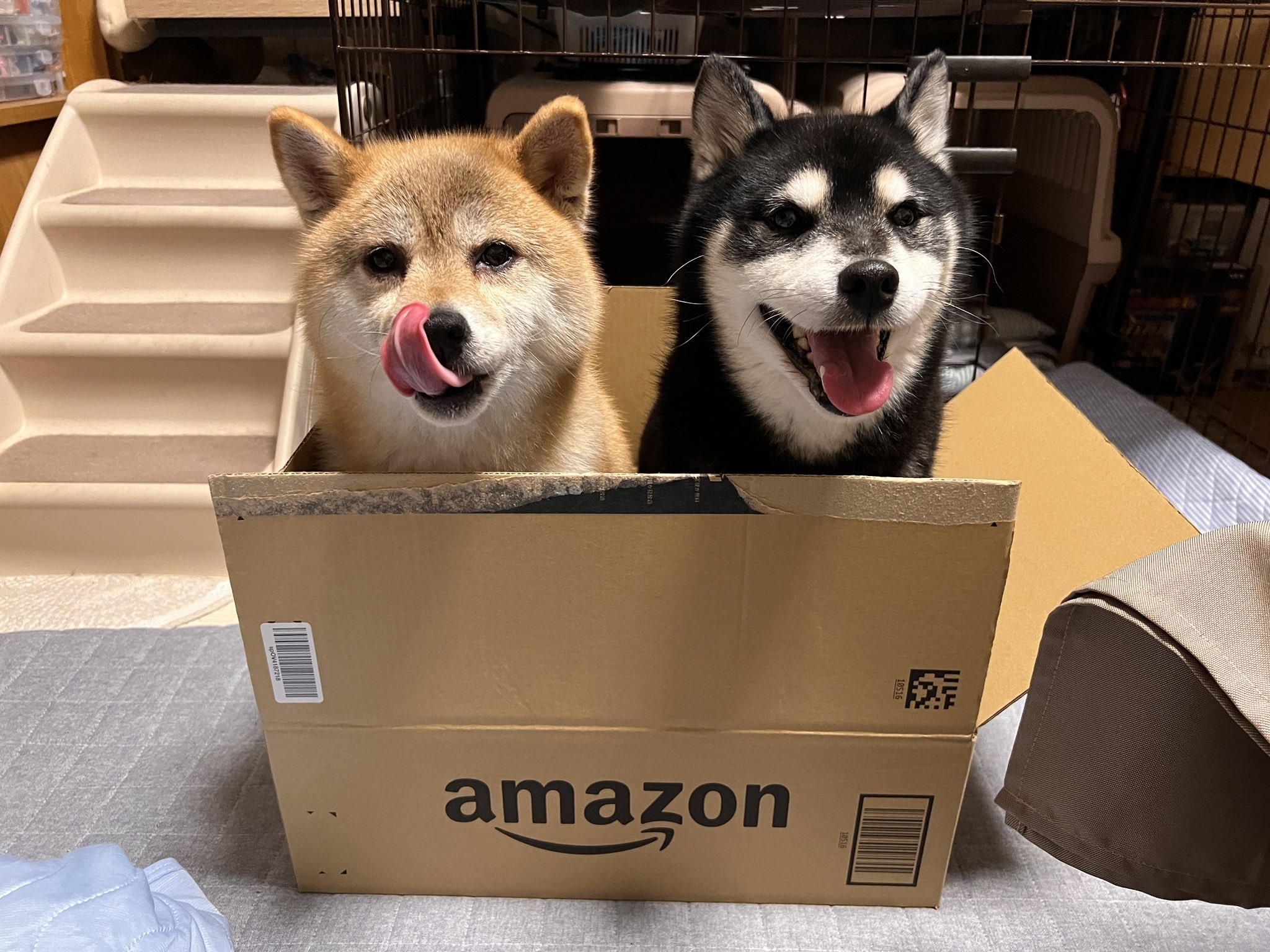 碧海ちゃん(左)と宇宙君(右) / 写真提供:そらうみ@柴犬情報発信中さん