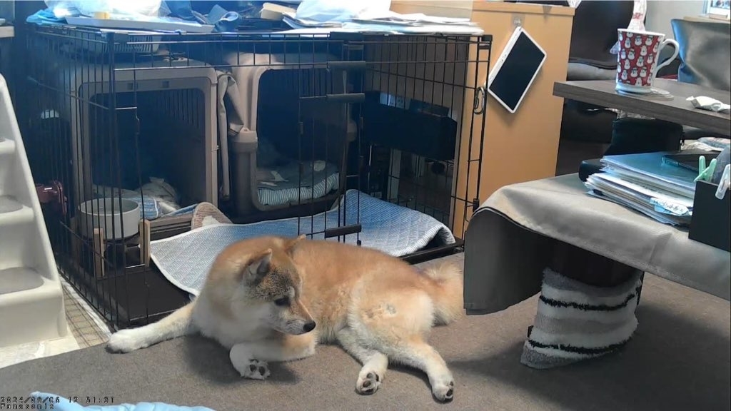 座っただけだったうみちゃん / そらうみ@柴犬情報発信中さんのXより